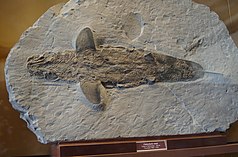 cladoselache shark fossil