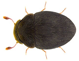 <i>Clambus armadillo</i> Species of beetle