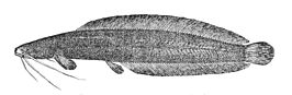 Clarias ebriensis