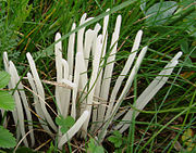 Clavaria fragilis