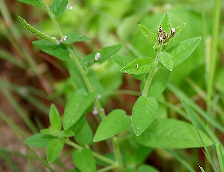 Cleome monophylla W IMG 1884.jpg