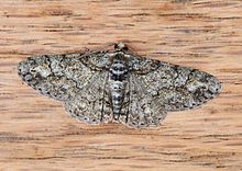 Cleora sublunaria - Double-lined Gray Moth (13779531643).jpg