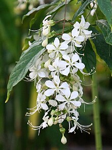 Clerodendrum wallichii1SHSU.jpg