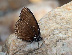 Close wing position of Elymnias malelas Hewitson, 1863 – Spotted Palmfly WLB1E7A1833.jpg