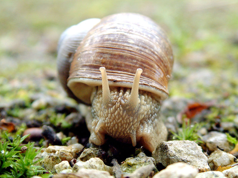 File:Closeup of snail in fishtank.jpg