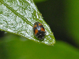 <i>Nephus</i> Genus of beetles