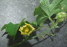 Coccinia abyssinica - erkek çiçek.jpg