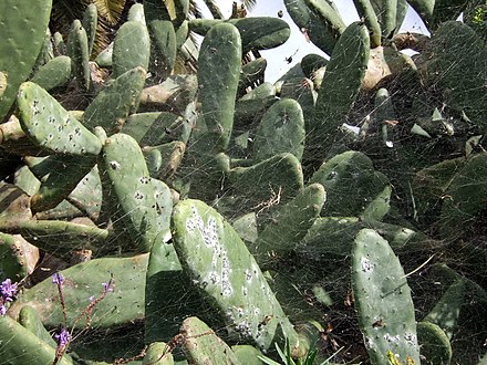 Cochineals on cacti in La Palma, Canary Islands