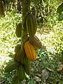 Cocoa tree in Ngoulmakong East Region Cameroon.jpg