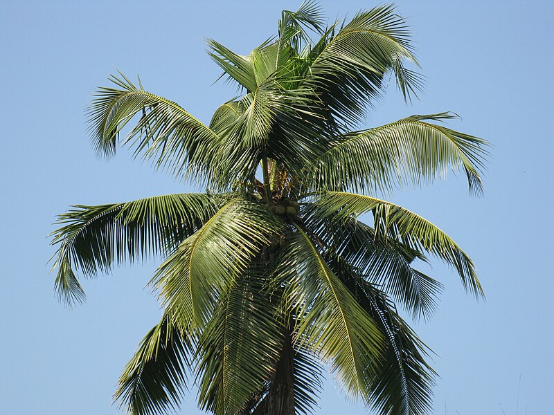 File:Coconut Tree.JPG