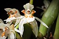 Coelogyne assamica