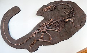 Dilophosaurus: Lịch sử nghiên cứu, Miêu tả, Phân loại