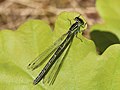 Coenagrion puella (Linnaeus, 1758)