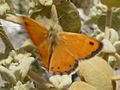 Coenonympha thyrsis