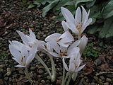 Autumn Crocus (Colchicum autumnale) blooming in the Outdoor Garden at Phipps Consservatory, Pittsburgh