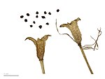 Colchicum montanum - Museum specimen