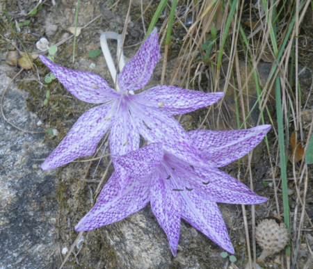 Colchicum variegatum.png