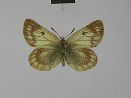 Colias cocandica