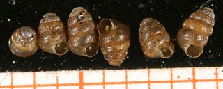 <i>Columella edentula</i> Species of gastropod