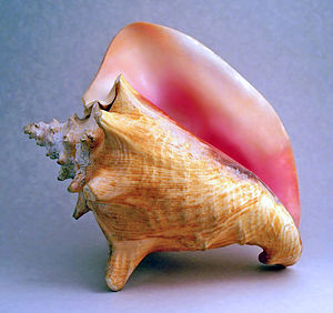 Juego  ...dilo con fotos o imágenes - Página 99 300px-Conch_shell_2