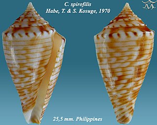 <i>Conasprella spirofilis</i> Species of gastropod