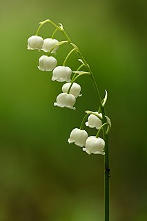 Lily of the valley Species of flowering plant in the family Asparagaceae