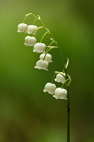 <span class="mw-page-title-main">Lily of the valley</span> Species of flowering plant in the family Asparagaceae