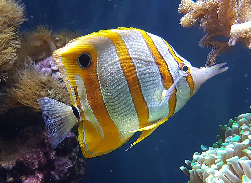 File:Copperband butterflyfish (Chelmon rostratus).jpg