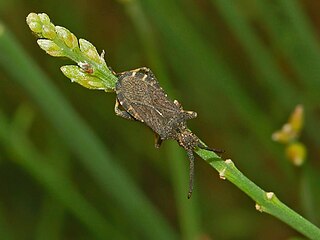 <i>Bothrostethus annulipes</i> Species of true bug