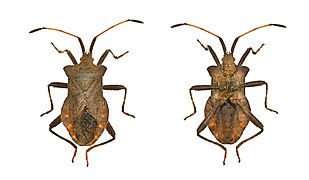 Coreus marginatus Dock bug