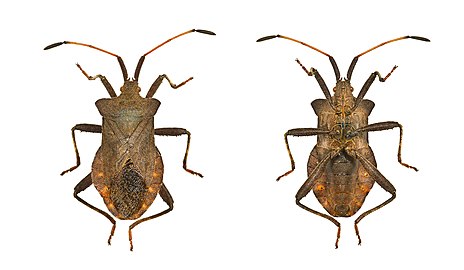 Coreus marginatus Global.jpg