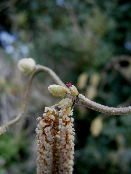 File:Corylus avellana Contorta male and female catkins.jpg