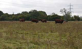 Fancott Woods and Meadows nature reserve in the United Kingdom