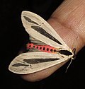 Miniatura per Creatonotos gangis