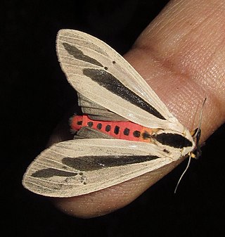 <i>Creatonotos gangis</i> Species of arctiine moth in South East Asia and Australia