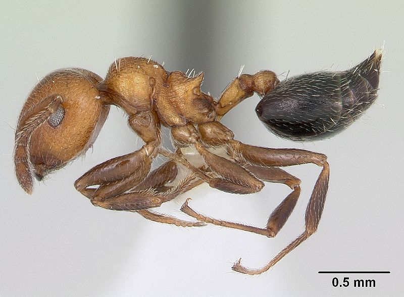 File:Crematogaster thalia casent0173951 profile 1.jpg