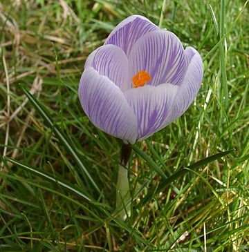 Crocus