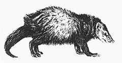 Drawing of Crossarchus obscurus. Crossarchus obscurus.jpg