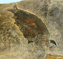 Ctenognathichthys sp. fossil showing the elongate prehensile teeth Ctenognathichthys sp.JPG