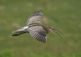 Eurasian Curlew (Numenius arquata) Curlew (Numenius arquata) - geograph.org.uk - 929612.jpg