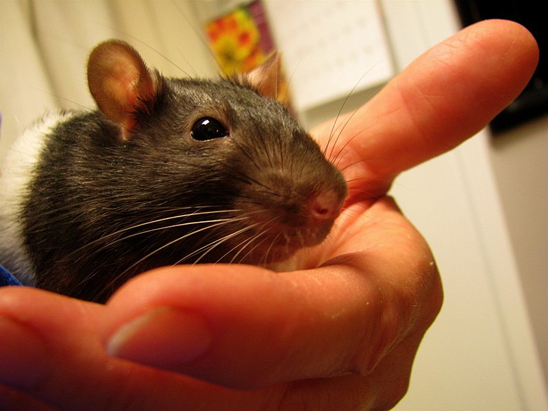 File:Cutie Our Pet Rat.jpg