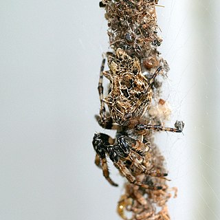 <i>Cyclosa</i> Genus of spiders