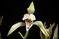 Cymbidium lancifolium