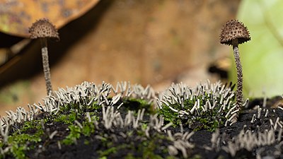 Cystoagaricus strobilomyces mushrooms growing amongst moss and Stemonitis slime mold. Cystoagaricus strobilomyces 02.jpg