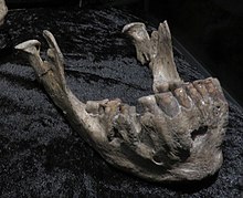 The D2600 mandible (later associated with Skull 5), designated as the type specimen of Homo georgicus in 2002 D2600.jpg