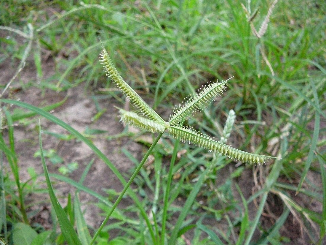 Dactyloctenium aegyptium