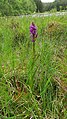 Dactylorhiza vosagiaca Germany - Eppenbrunn, Wasgau