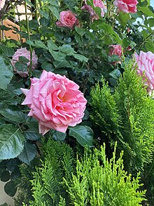 Damask rose pink.jpg