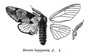 DamataLongipennis.png