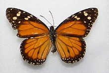 Danaus cleophile.jpg